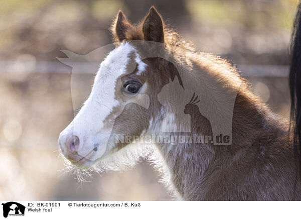 Welsh foal / BK-01901