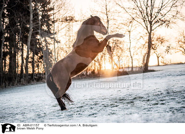 brown Welsh Pony / ABR-01157