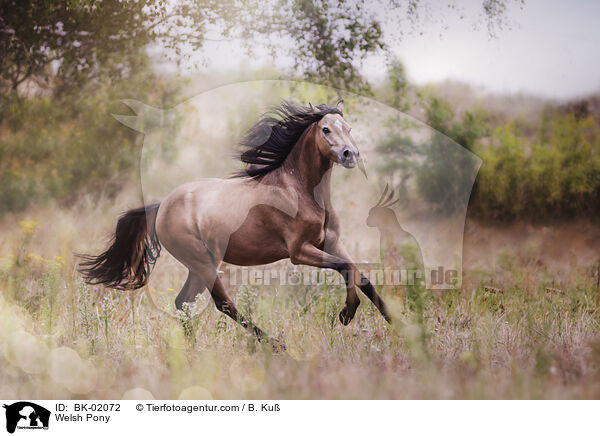 Welsh Pony / BK-02072