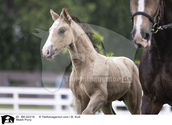 Welsh Pony / BK-02218