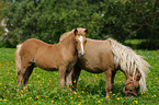 Welsh Ponies