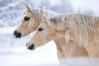 Welsh Pony Portrait