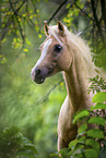 Welsh Pony