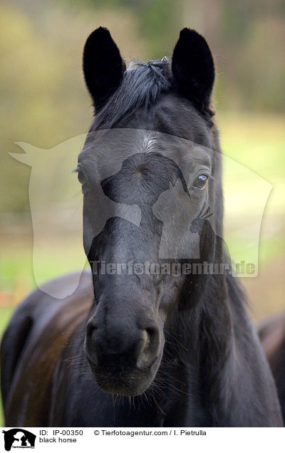 black horse / IP-00350