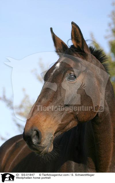Westphalian horse portrait / SS-01847