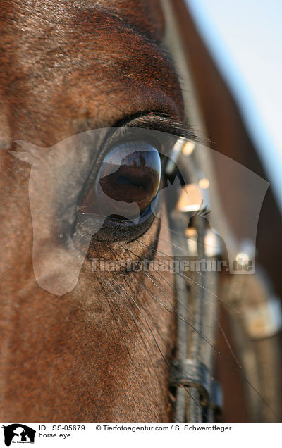 horse eye / SS-05679
