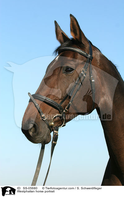 Westfale Portrait / Westphalian horse portrait / SS-05680
