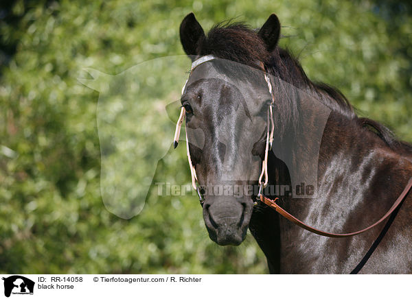 Rappe Portrait / black horse / RR-14058