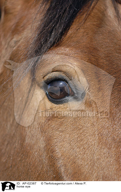 horse eye / AP-02387