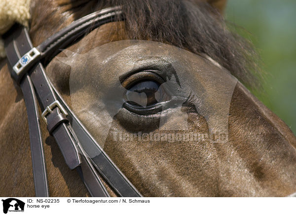 horse eye / NS-02235