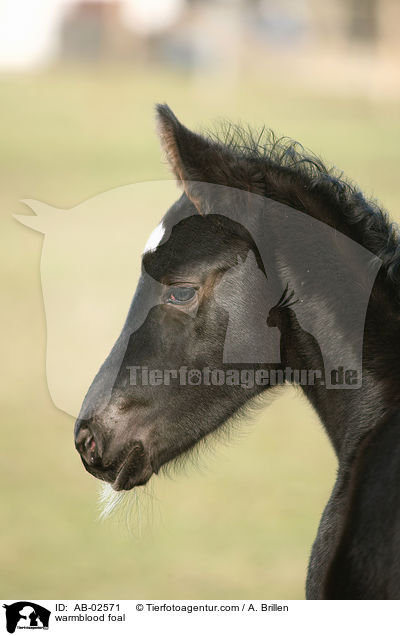 warmblood foal / AB-02571