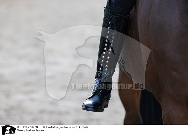 Westphalian horse / BK-02678