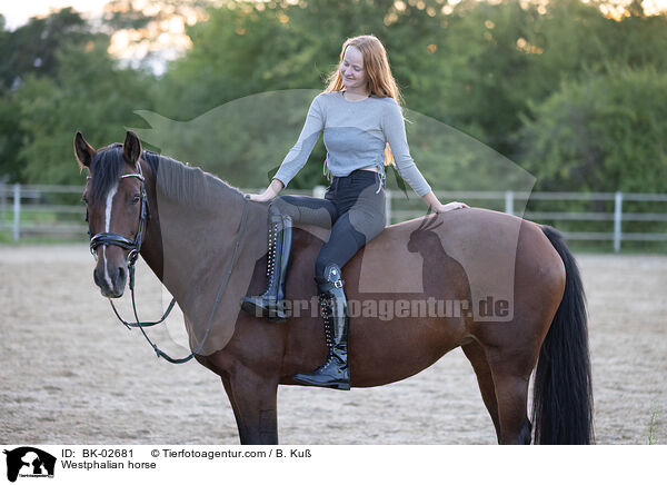 Westphalian horse / BK-02681