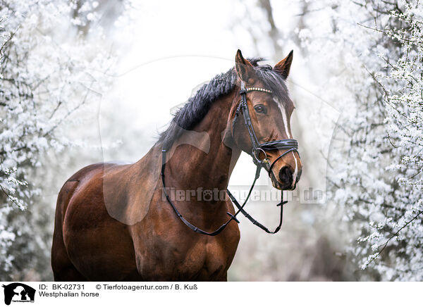 Westfale / Westphalian horse / BK-02731