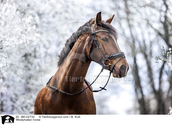 Westphalian horse / BK-02732