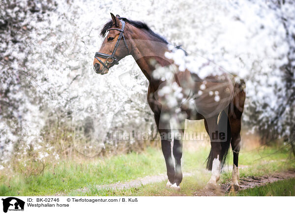 Westphalian horse / BK-02746