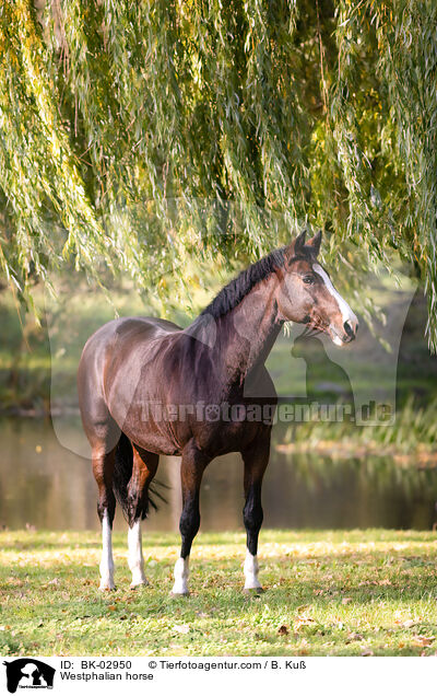 Westfale / Westphalian horse / BK-02950