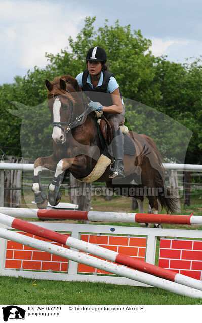 Westflisches Reitpony am Sprung / jumping pony / AP-05229