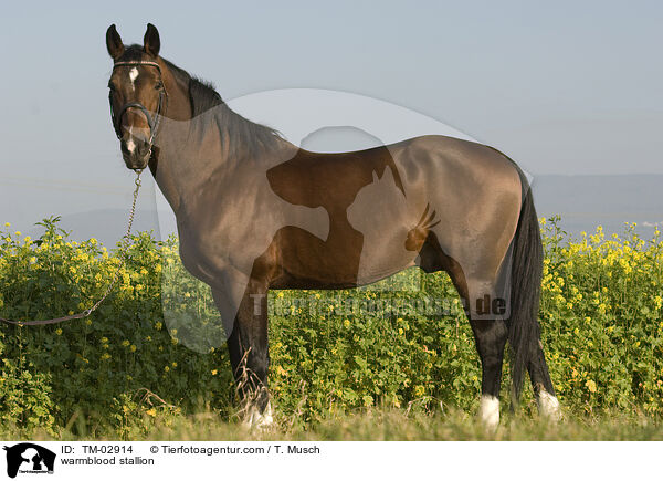 Wrttemberger Hengst / warmblood stallion / TM-02914