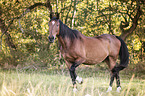 walking Wuerttemberg Warmblood