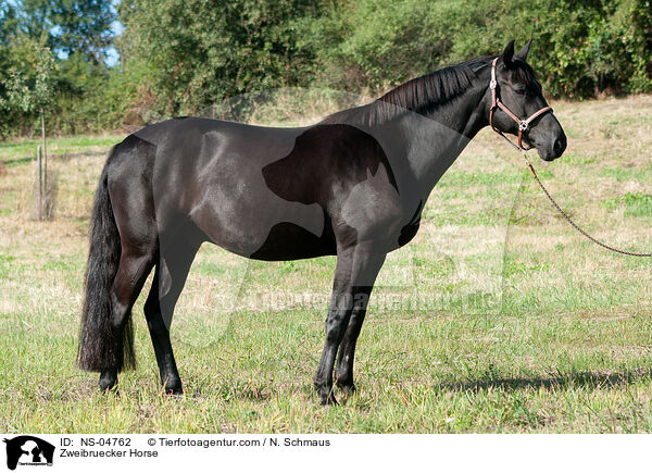 Zweibruecker Horse / NS-04762