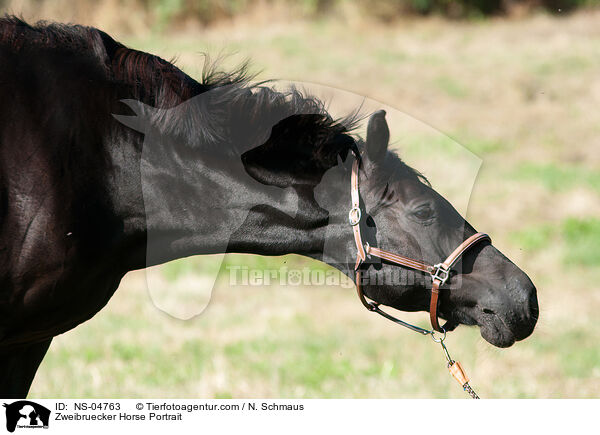 Zweibruecker Horse Portrait / NS-04763