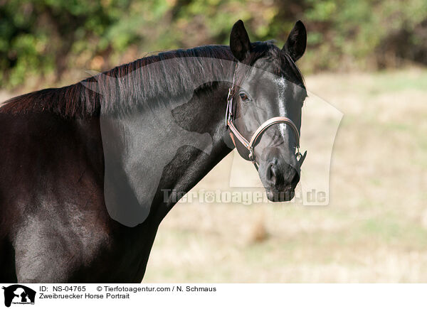 Zweibruecker Horse Portrait / NS-04765