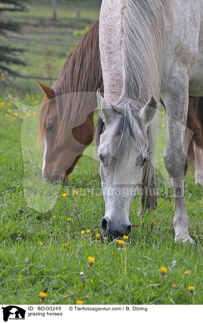 grazing horses / BD-00245