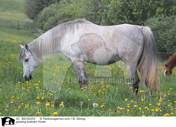grazing arabian horse / BD-00253