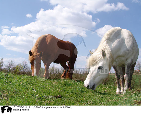 Grasende Pferde / grazing horses / WJP-01119