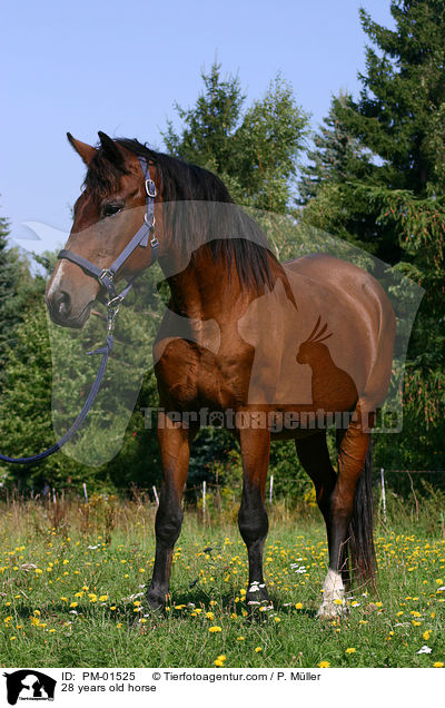 28 years old horse / PM-01525