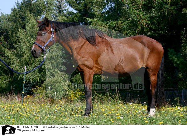 28 years old horse / PM-01528
