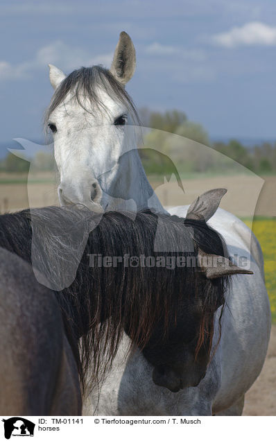 Pferde beim putzen / horses / TM-01141