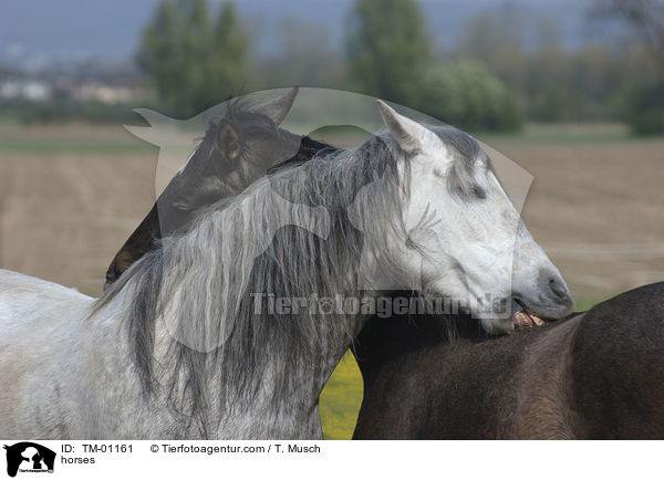 Pferde beim putzen / horses / TM-01161