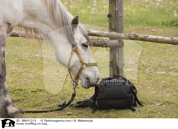 horse snuffling on bag / BM-01313