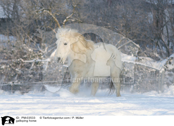 galloping horse / PM-03533