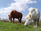 grazing horses