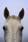 horse eyes and ear