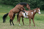 stallion mating mare