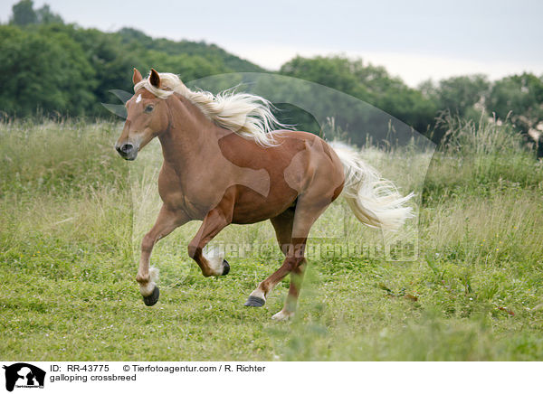 galloping crossbreed / RR-43775