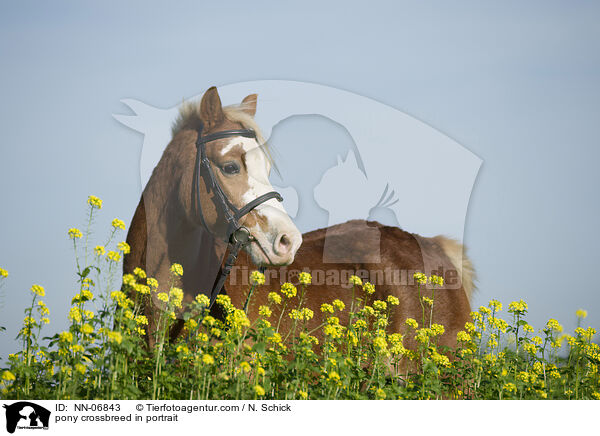 pony crossbreed in portrait / NN-06843