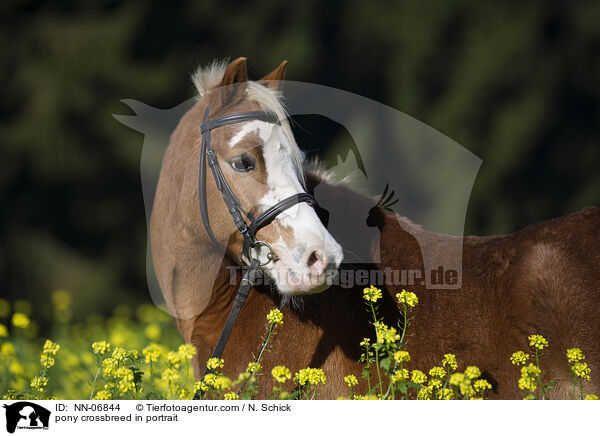 Welsh-Mix im Portrait / pony crossbreed in portrait / NN-06844