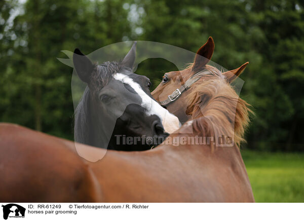 Pferde bei der Fellpflege / horses pair grooming / RR-61249