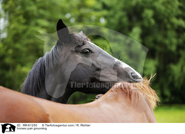 horses pair grooming / RR-61250