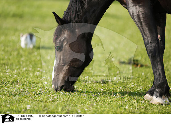 Schweres-Warmblut-Friese-Kreuzung / black horse / RR-61950