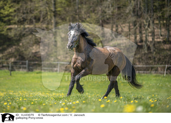 galloping Pony-cross / VJ-03075