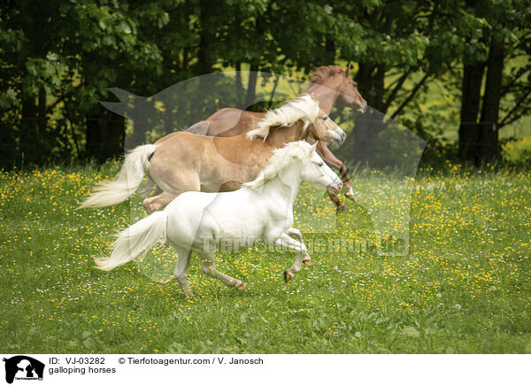 galoppierende Pferde / galloping horses / VJ-03282