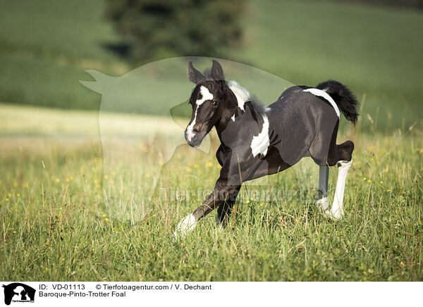 Baroque-Pinto-Trotter Foal / VD-01113