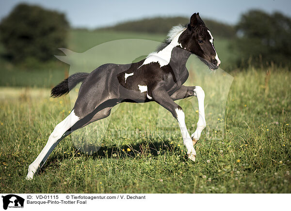 Baroque-Pinto-Trotter Foal / VD-01115