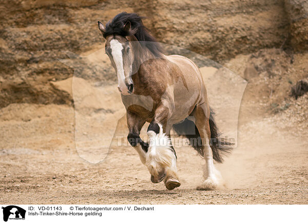 Irish-Tinker-Shire-Horse gelding / VD-01143